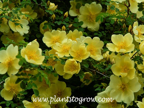 Father Hugo Rose (Rosa hugonis)
Blooming in mid-May
